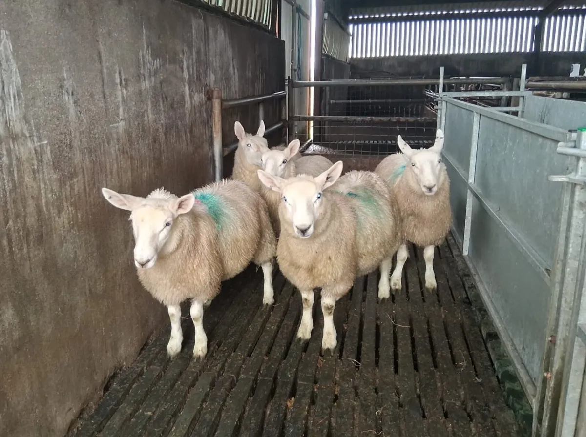 Cheviot ewe lambs - Image 4