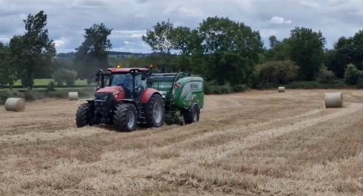 Barley Straw