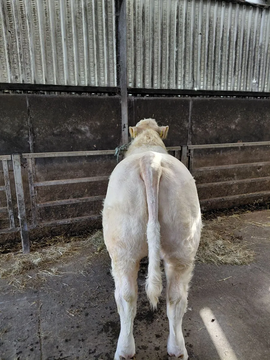 Pedigree charolais bull - Image 2