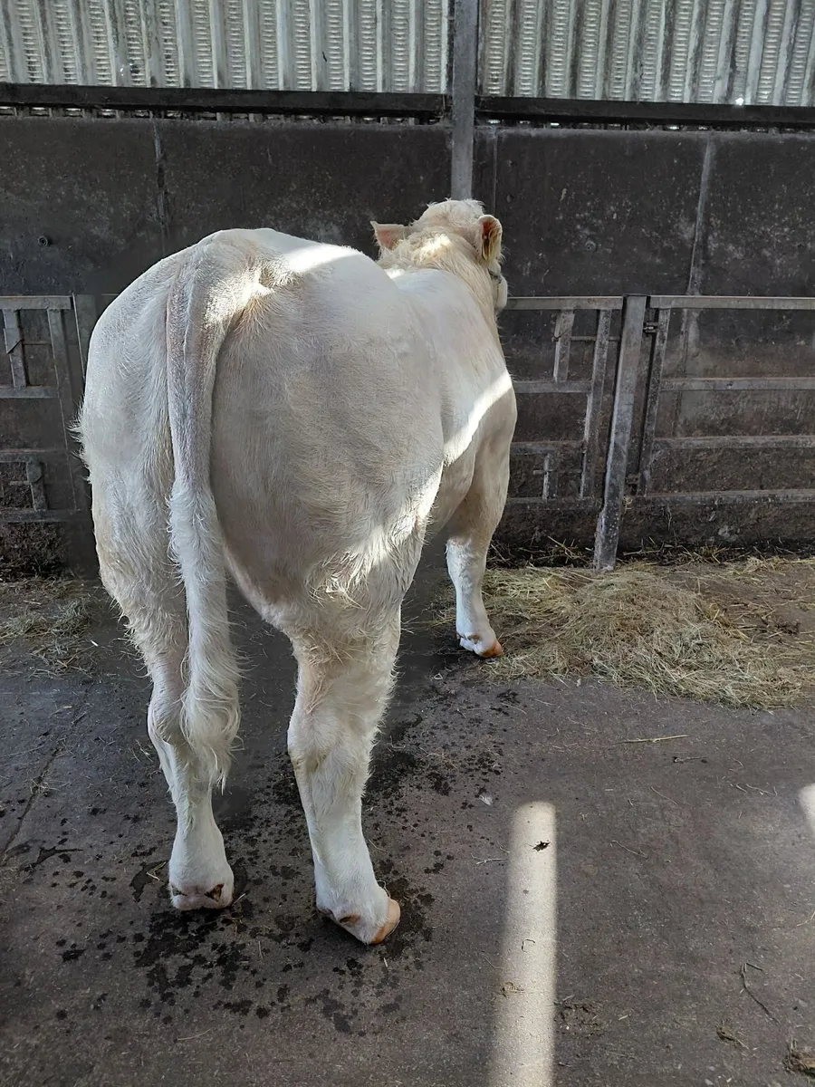 Pedigree charolais bull - Image 3