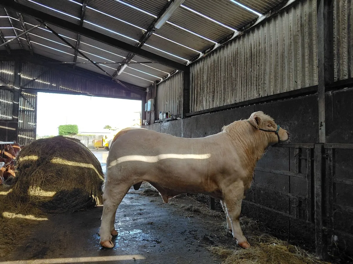 Pedigree charolais bull - Image 4