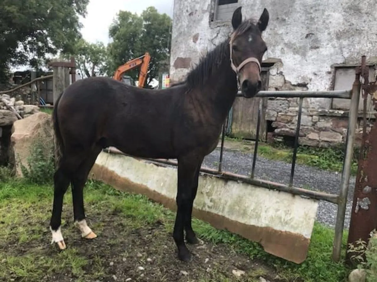 Colt