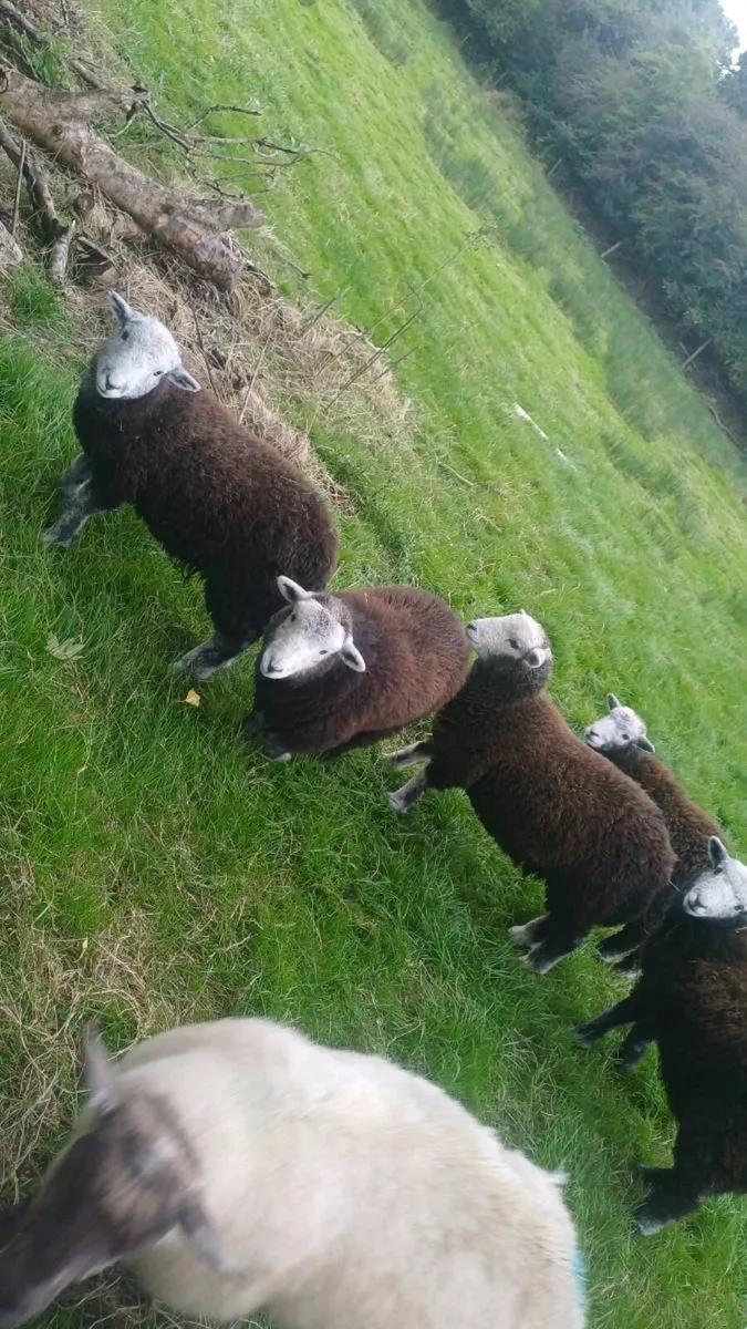 PB HERDWICK EWE LAMBS - Image 3