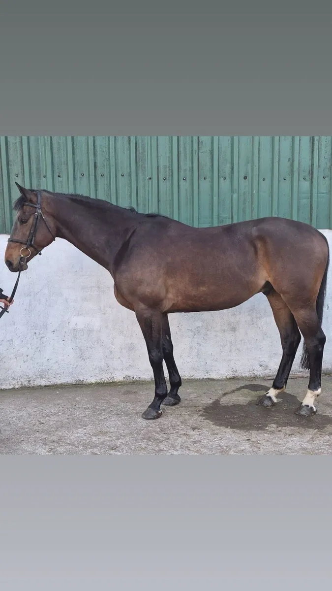 5yo Bay Gelding - Image 1