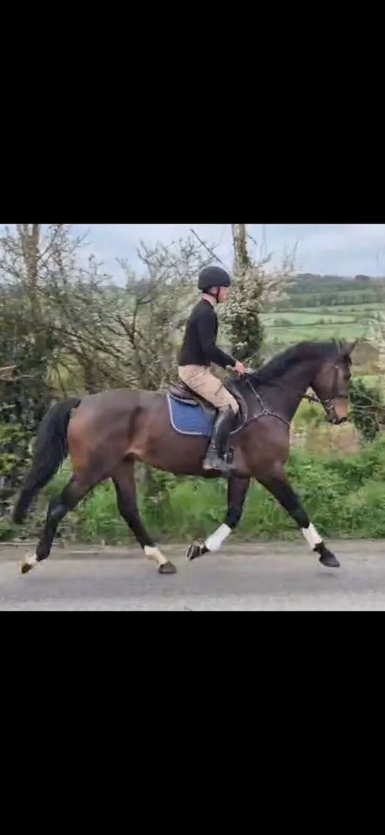 5yo Bay Gelding - Image 2