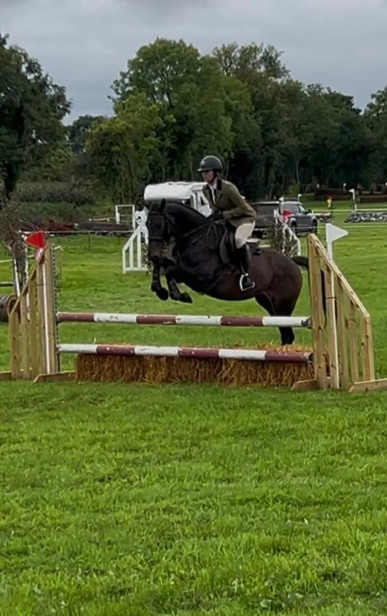 15.2 4yo gelding - Image 1