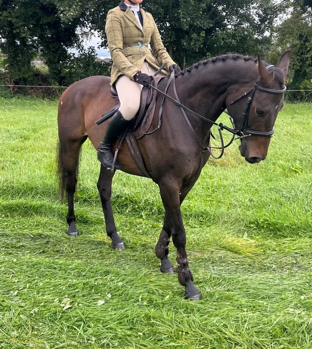 15.2 4yo gelding - Image 4