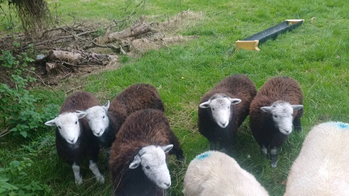 PB HERDWICK EWE LAMBS - Image 4
