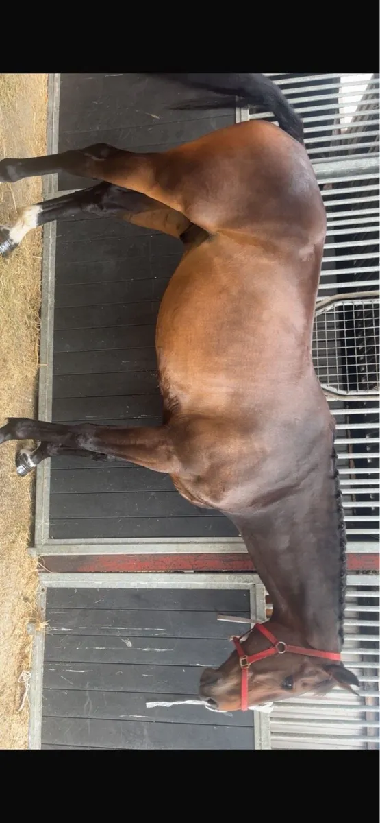 5yo Bay Gelding - Image 3
