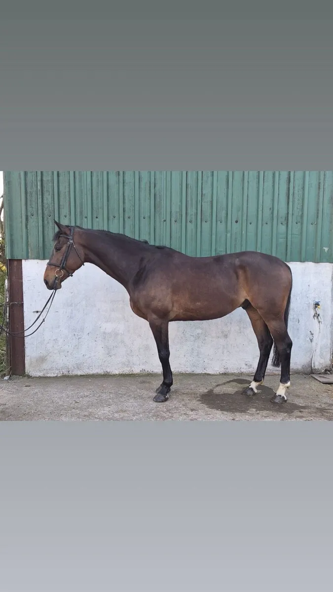 5yo Bay Gelding - Image 4