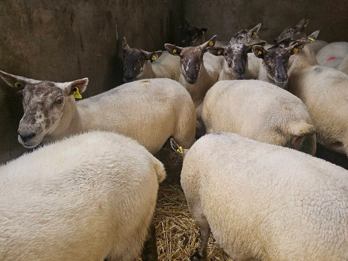 Hogget Ewes - Image 2
