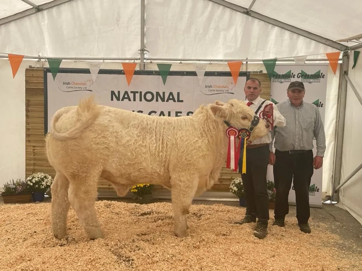Pedigree charolais bull - Image 1