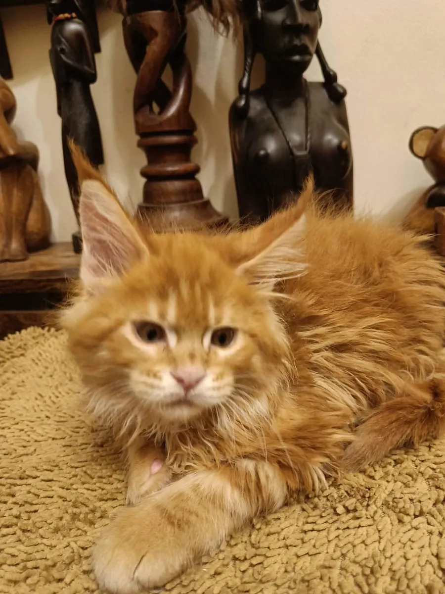 Maine Coon kittensWCF registered are for sale - Image 3