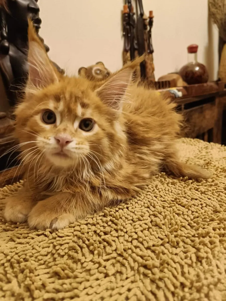 Maine Coon kittensWCF registered are for sale - Image 4