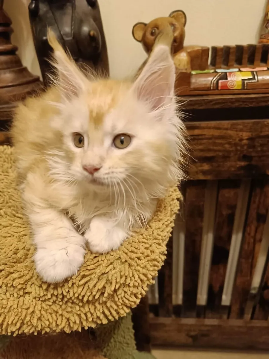 Maine Coon kittens    for sale - Image 3