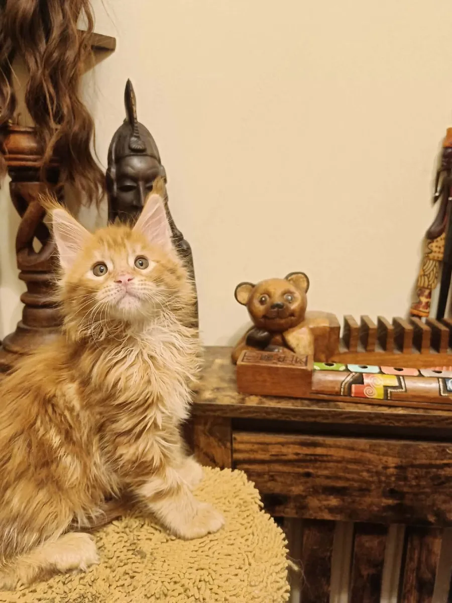 Maine Coon kittensWCF registered are for sale - Image 2