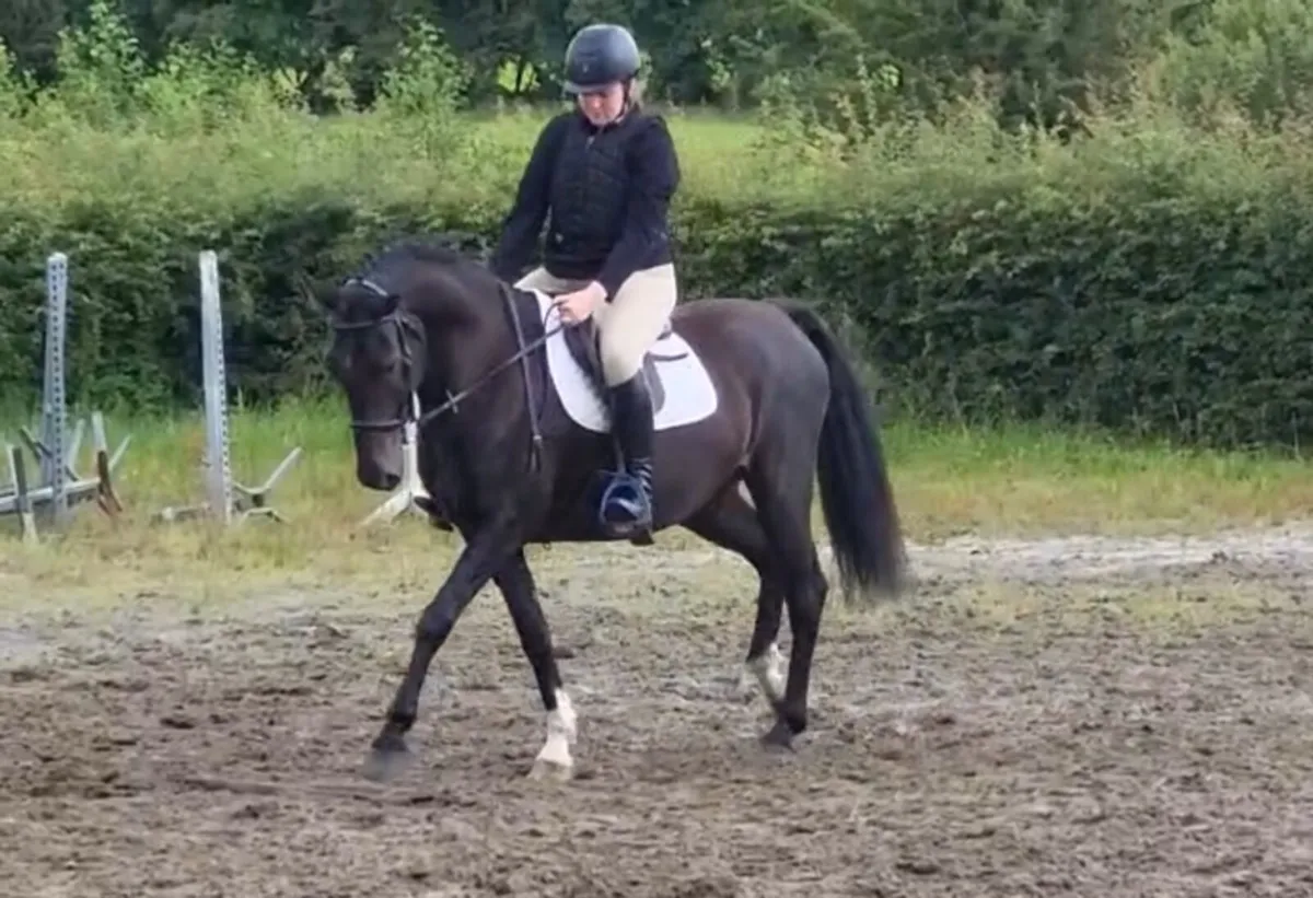 Pony - Image 3