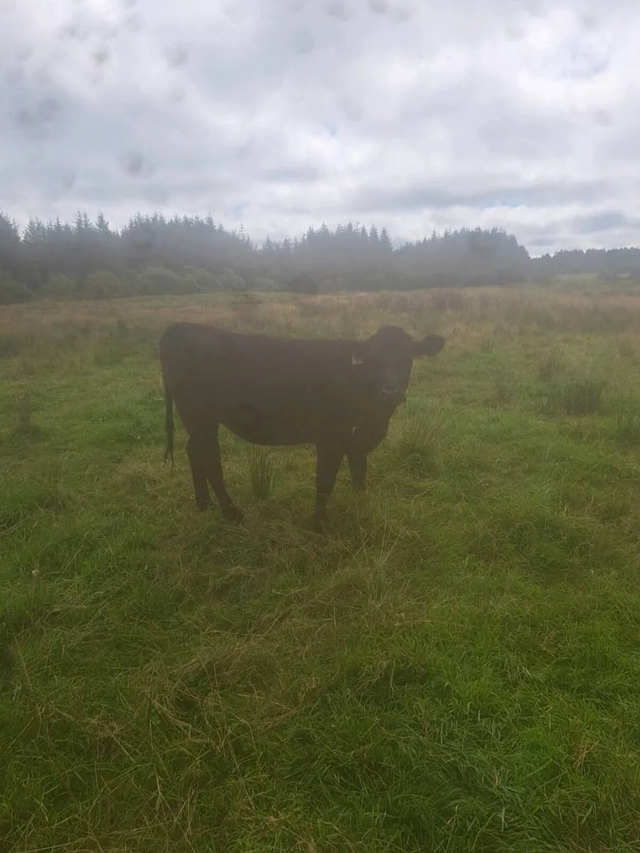Angus heifers 1andhalf year old - Image 2
