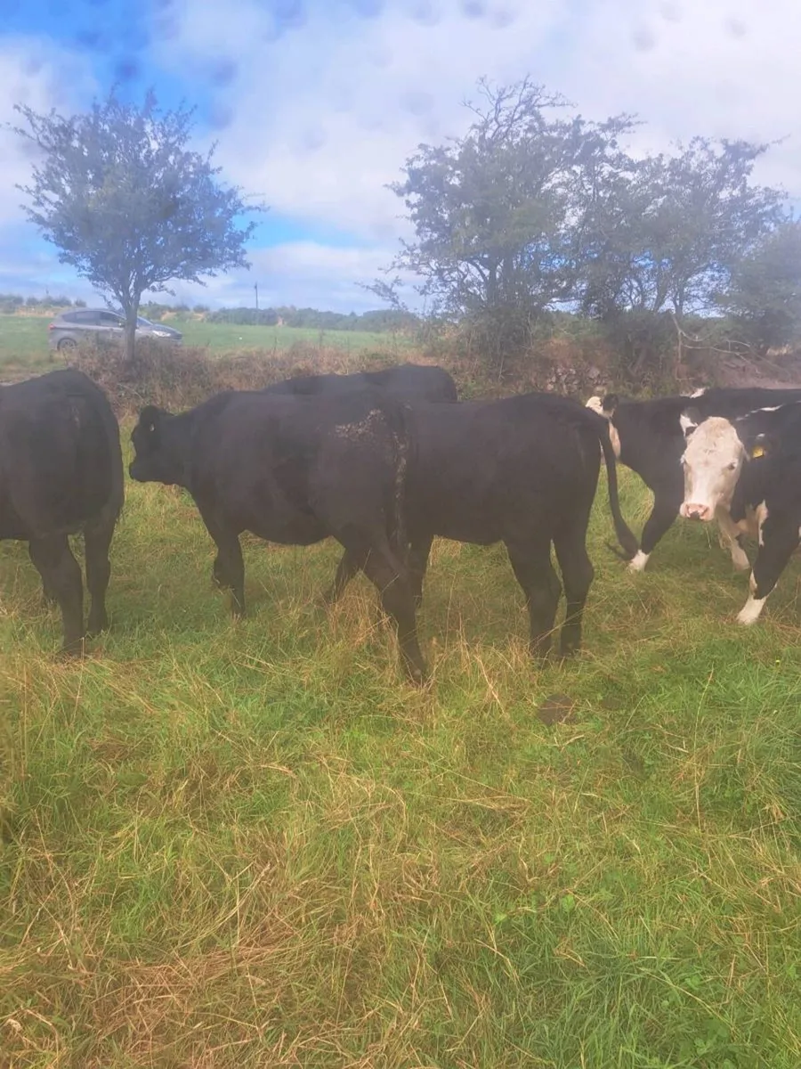 Angus heifers 1andhalf year old - Image 3
