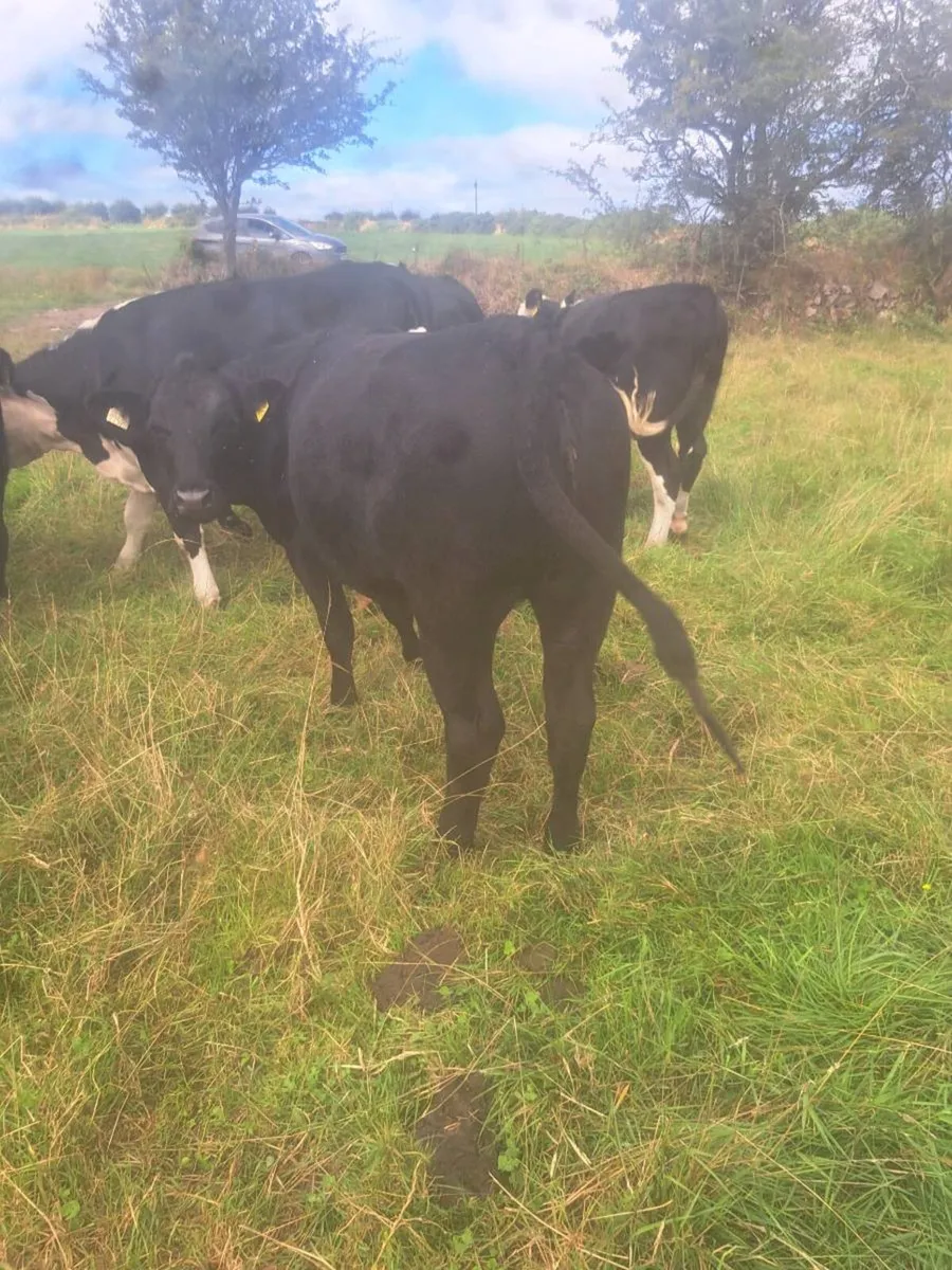 Angus heifers 1andhalf year old - Image 4