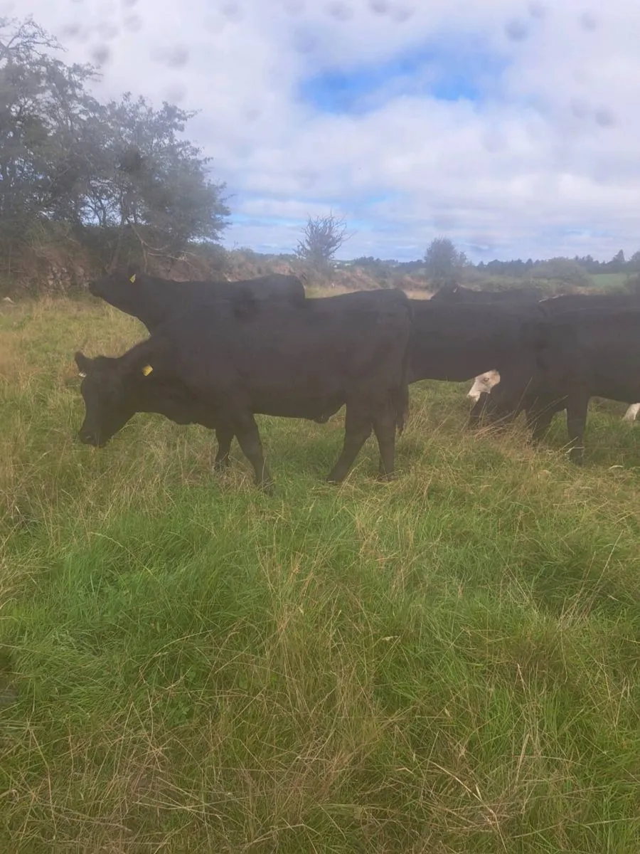 Angus heifers 1andhalf year old - Image 1