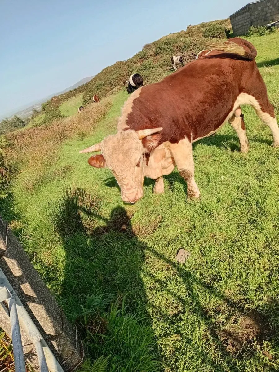 Pegigree Registered Hereford Bull - Image 1