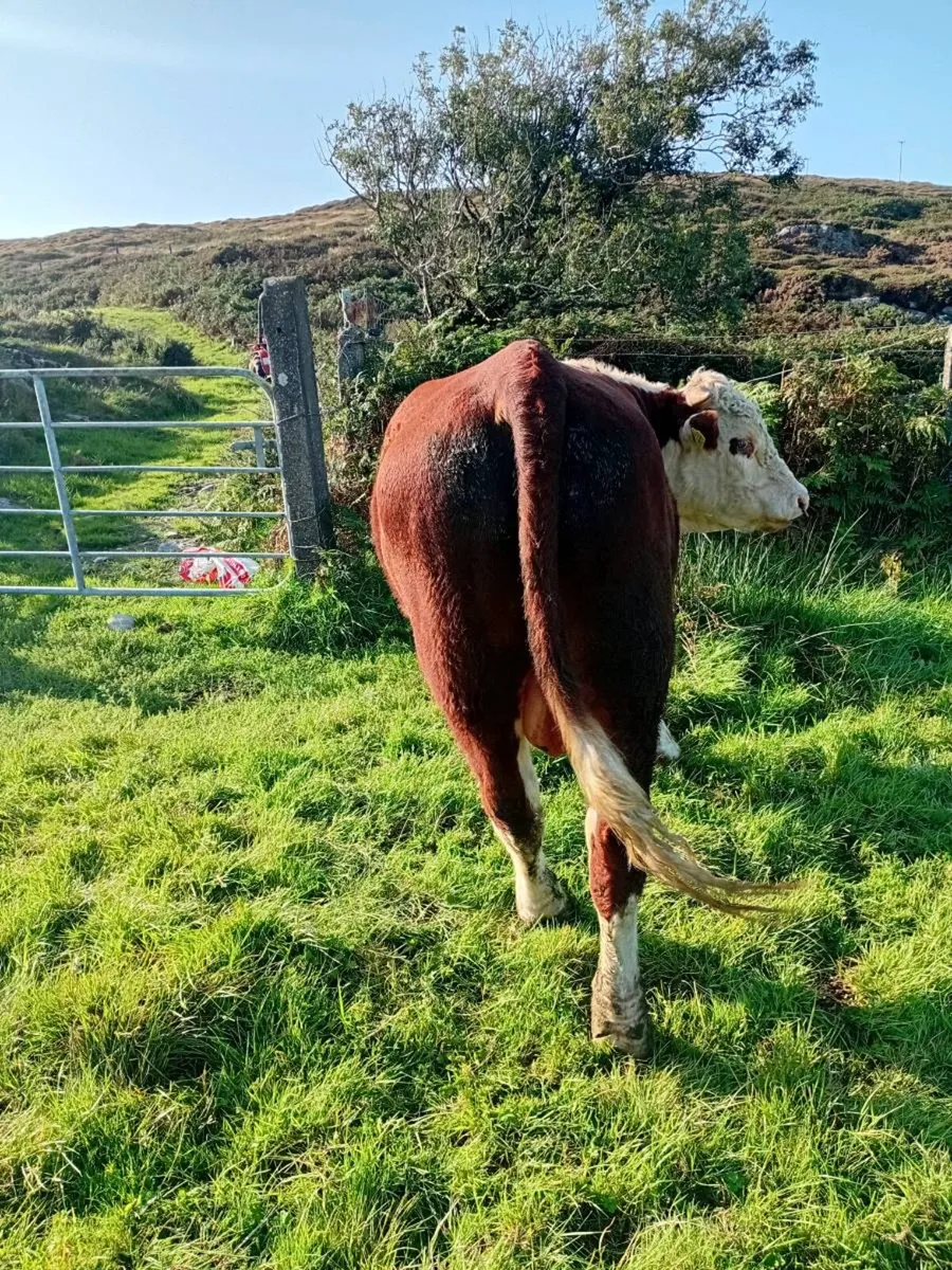 Pegigree Registered Hereford Bull - Image 2