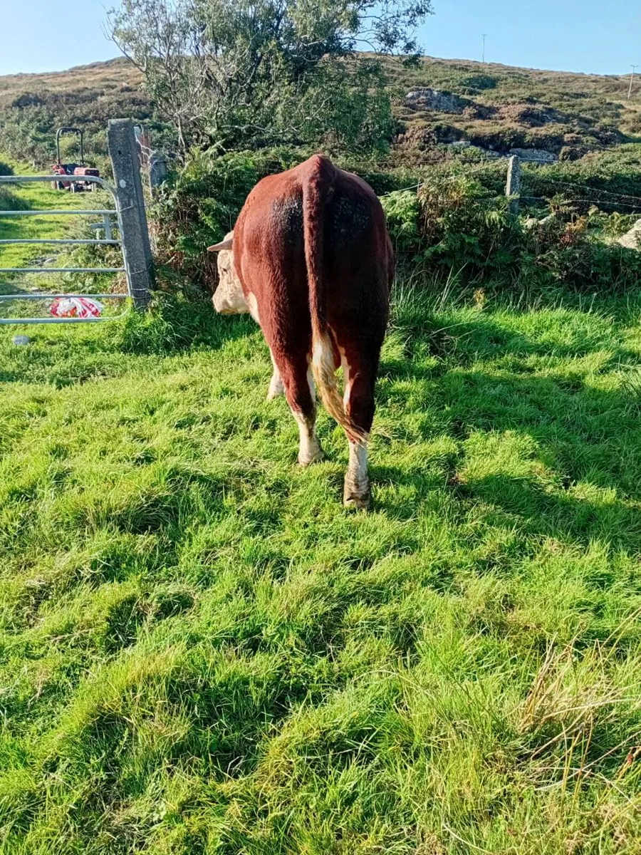 Pegigree Registered Hereford Bull - Image 3