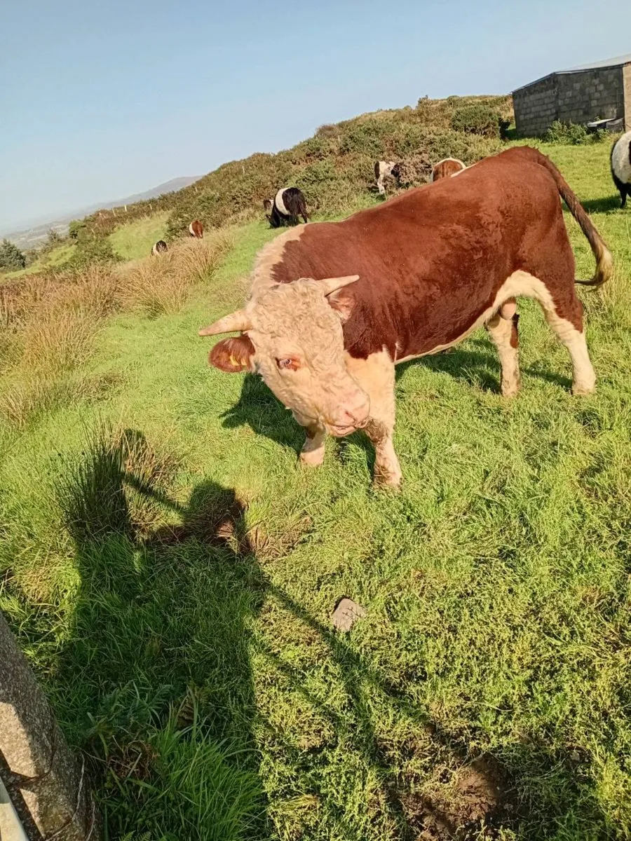 Pegigree Registered Hereford Bull - Image 4