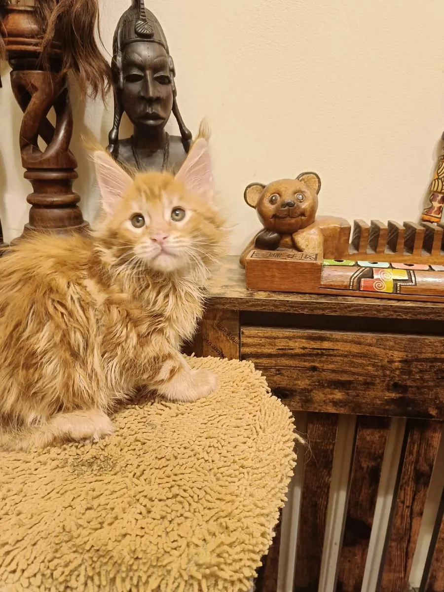Maine Coon kittensWCF registered are for sale - Image 4
