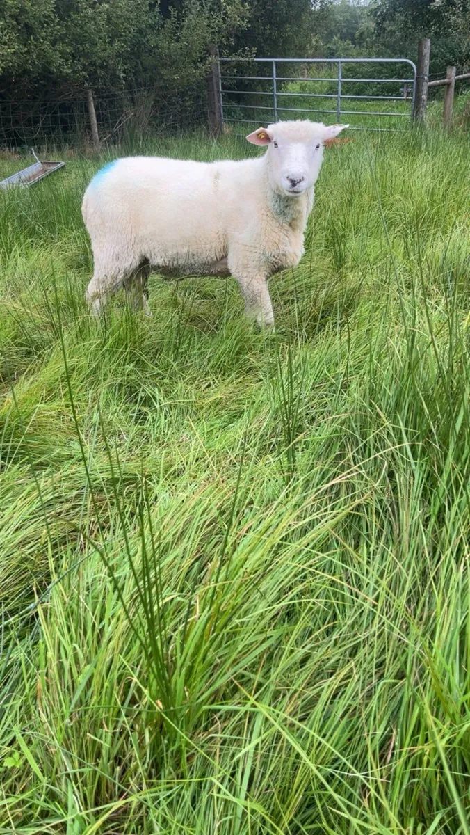 SIS Hogget Ram - Image 2