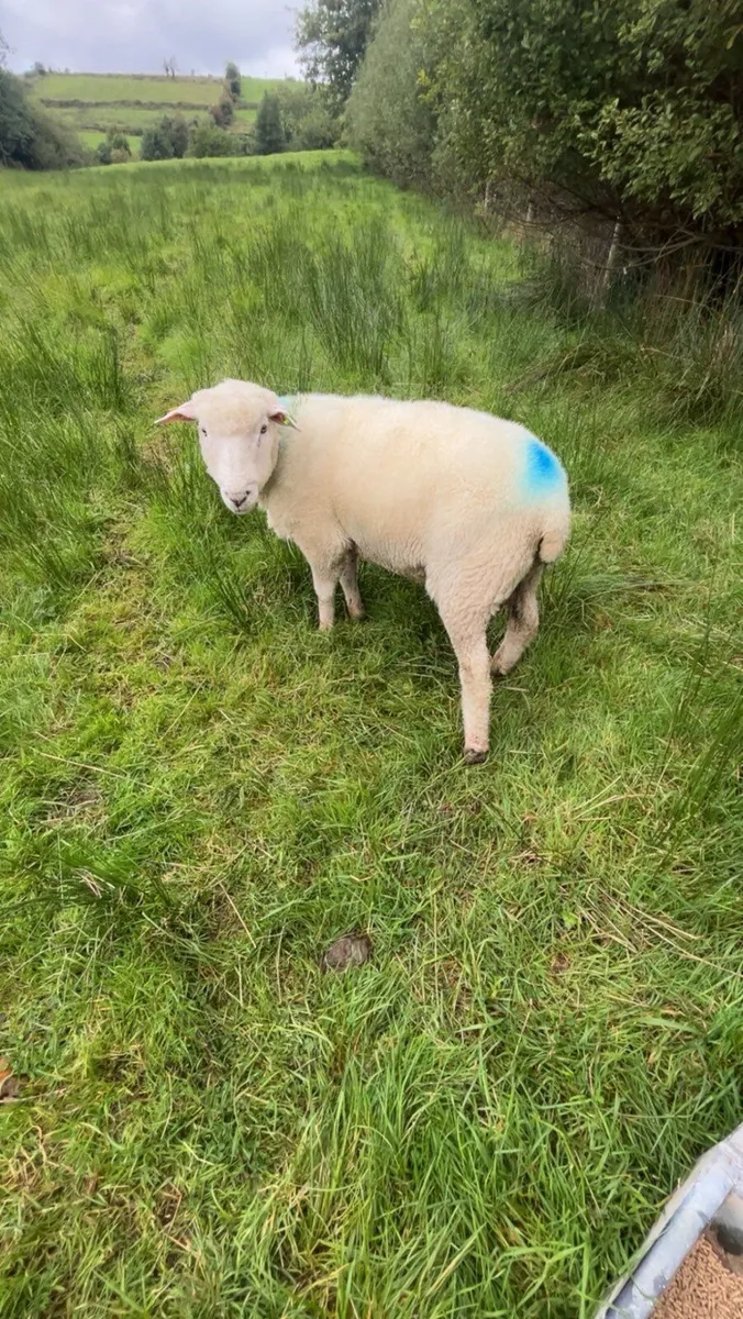 SIS Hogget Ram - Image 1