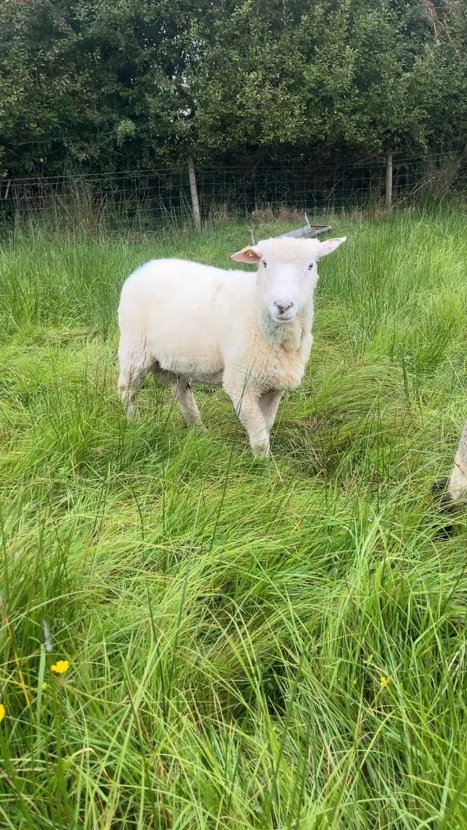 SIS Hogget Ram - Image 3