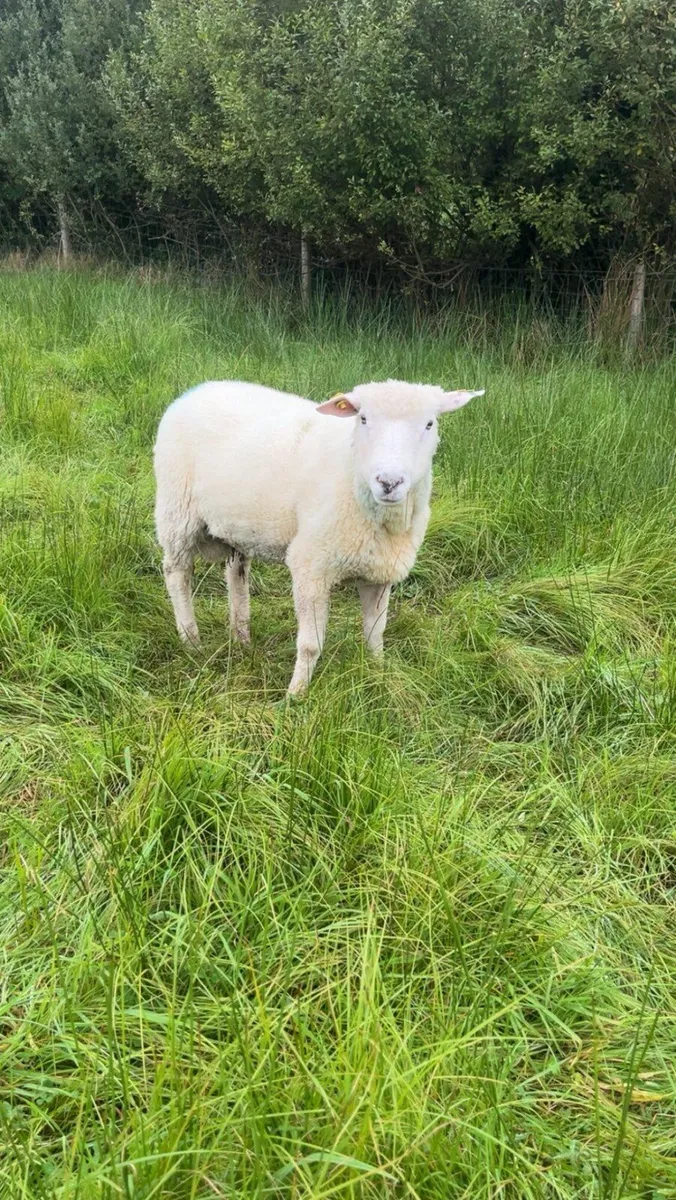 SIS Hogget Ram - Image 4