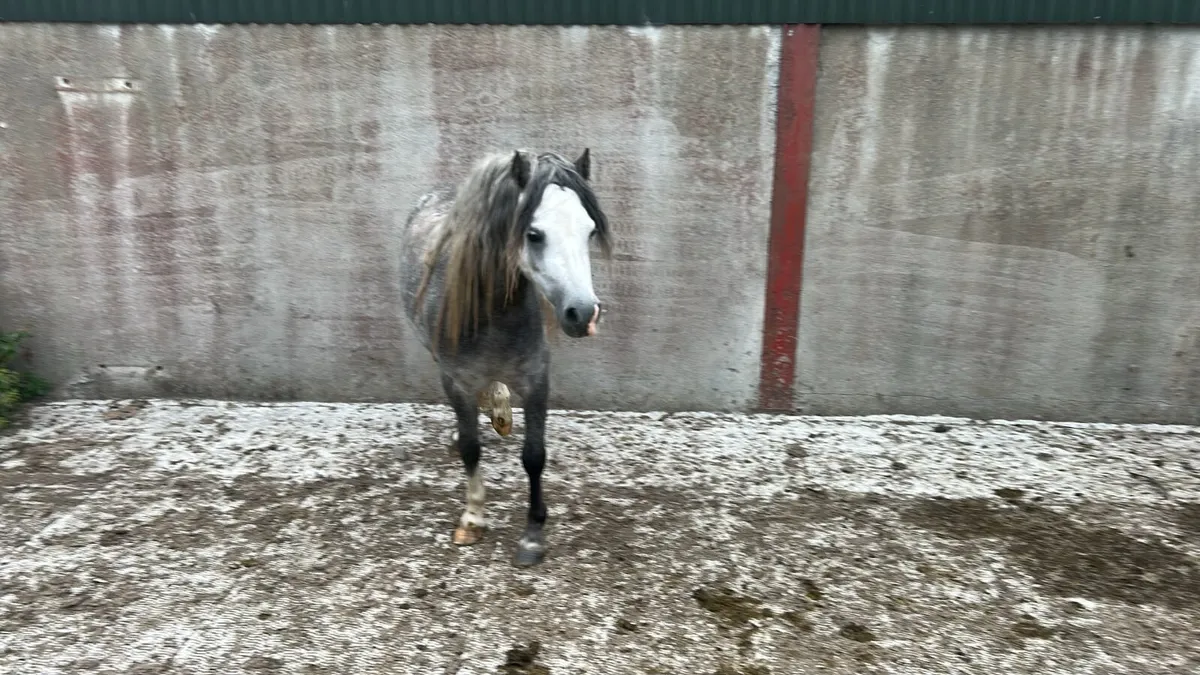 5 Year Old Welsh Pony. - Image 3