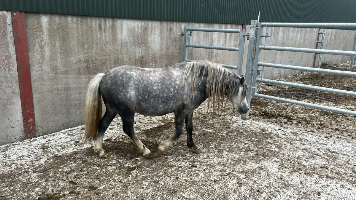 5 Year Old Welsh Pony. - Image 1