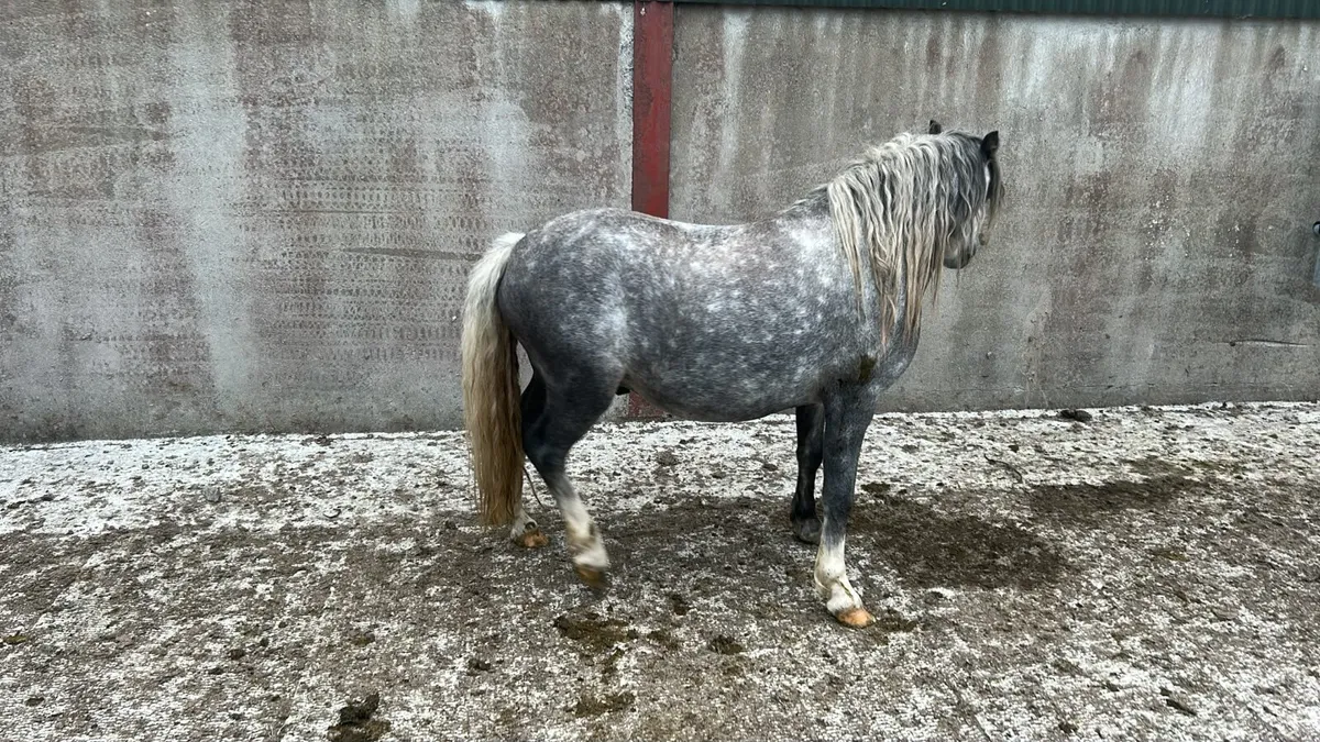 5 Year Old Welsh Pony. - Image 2