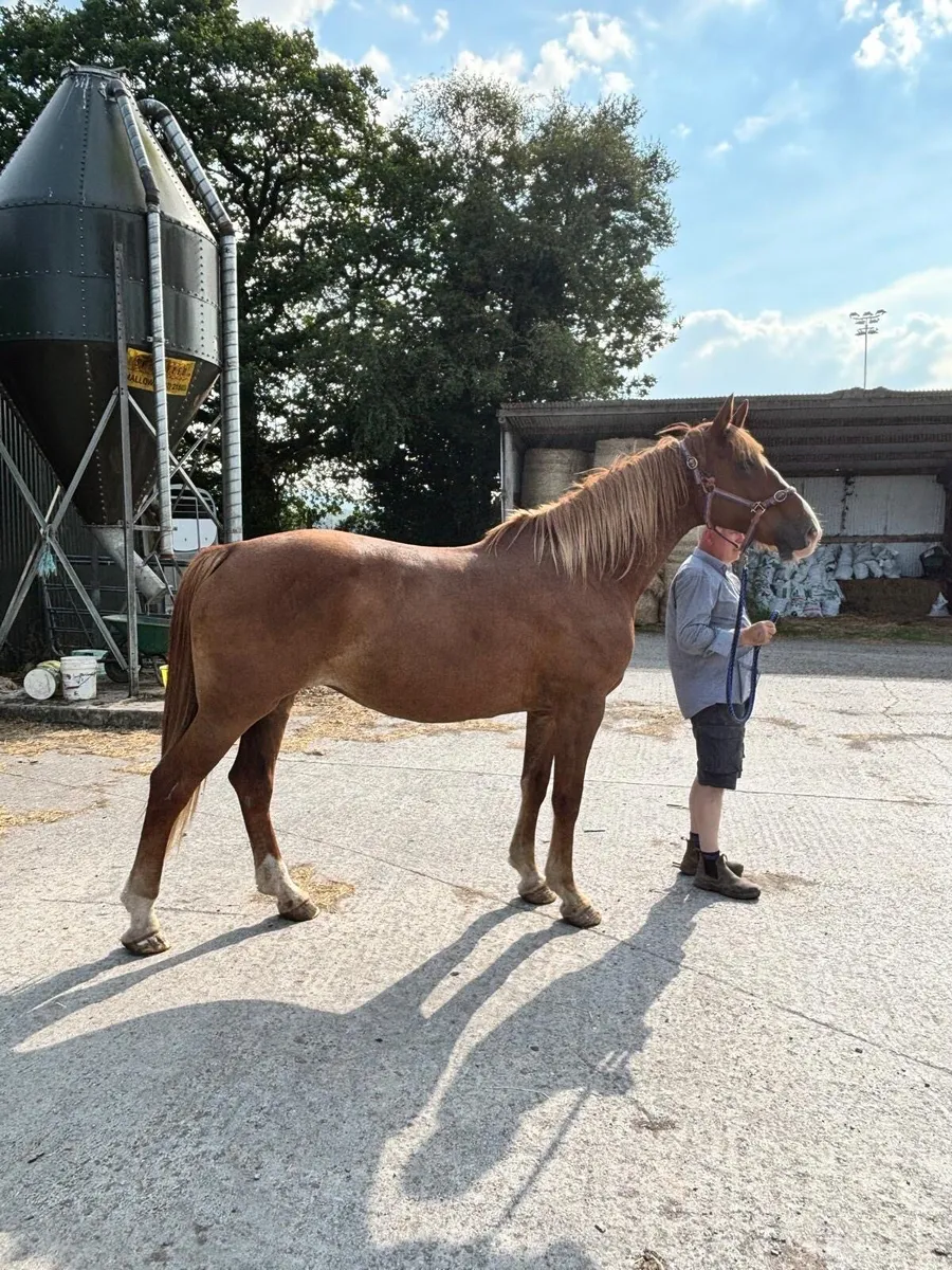 Class 1 RID mare - Image 1
