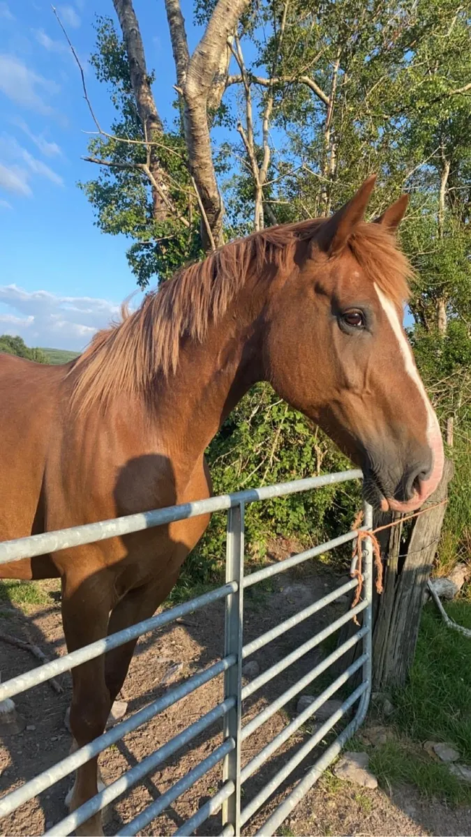 Class 1 RID mare - Image 2