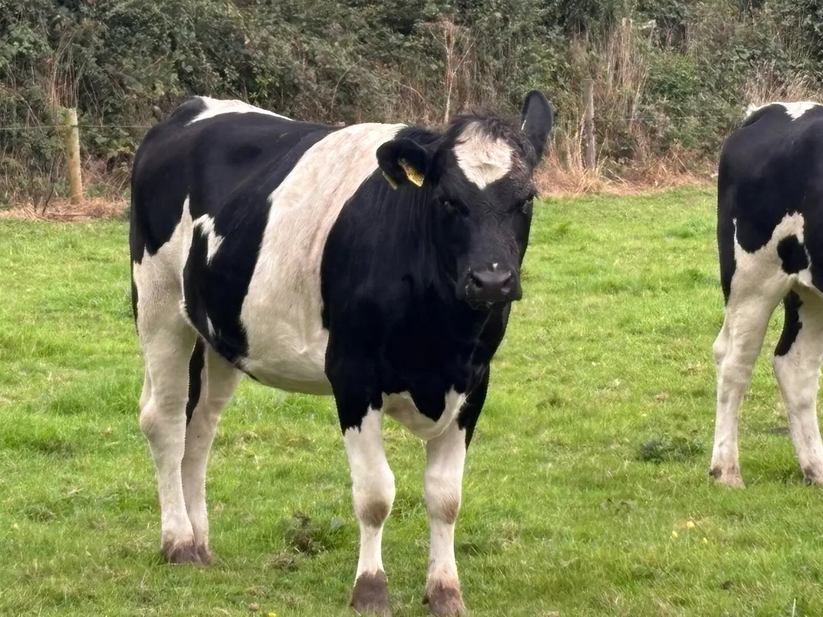 5 bulling Freisan heifers for sale - Image 3