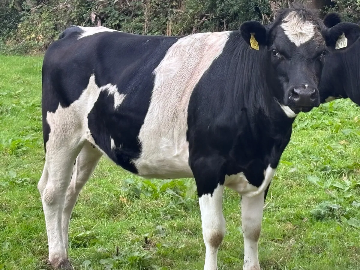 5 bulling Freisan heifers for sale - Image 4