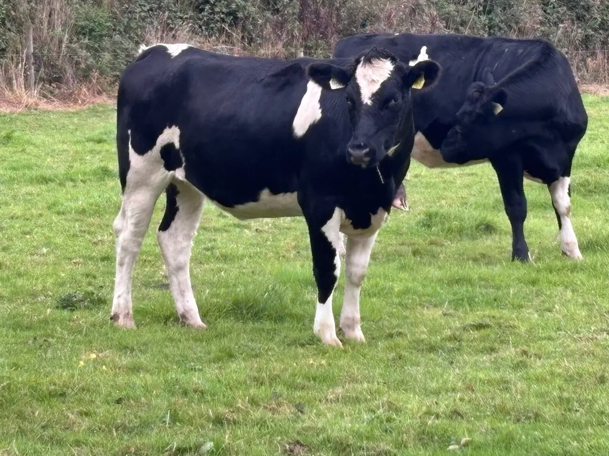 5 bulling Freisan heifers for sale - Image 1