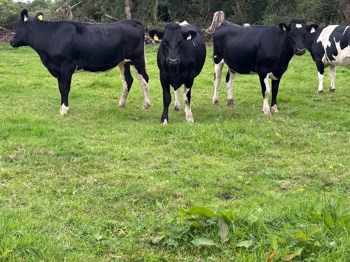 5 bulling Freisan heifers for sale - Image 2