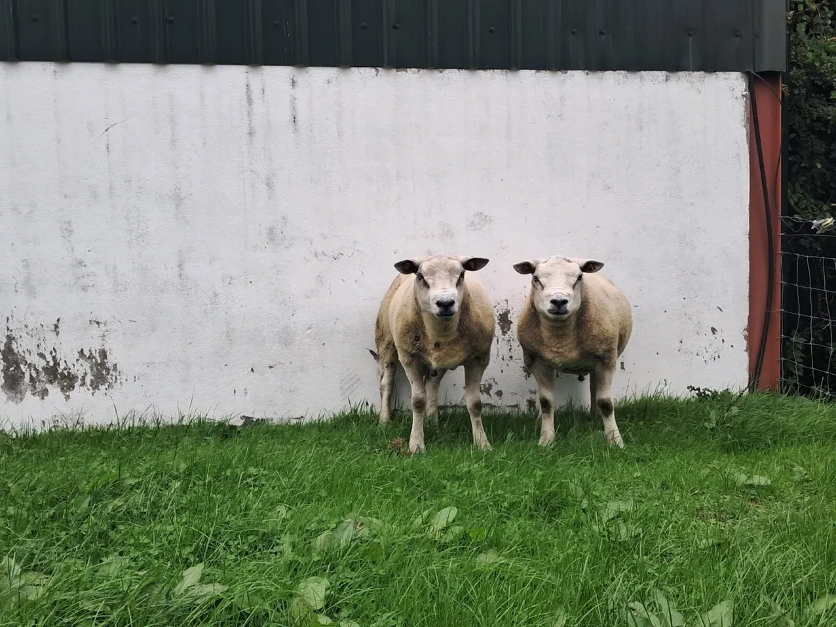 Texel Hogget Ram - Image 2