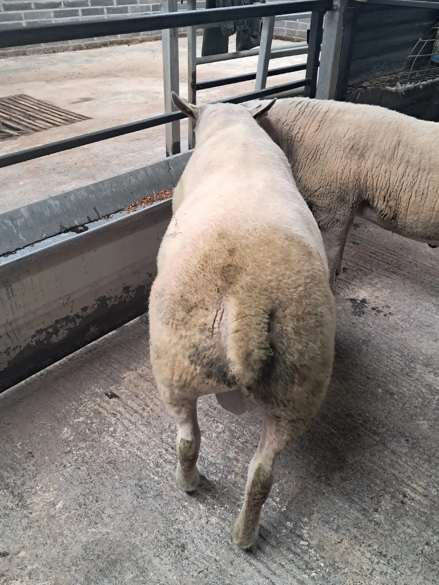 Texel Hogget Ram - Image 3