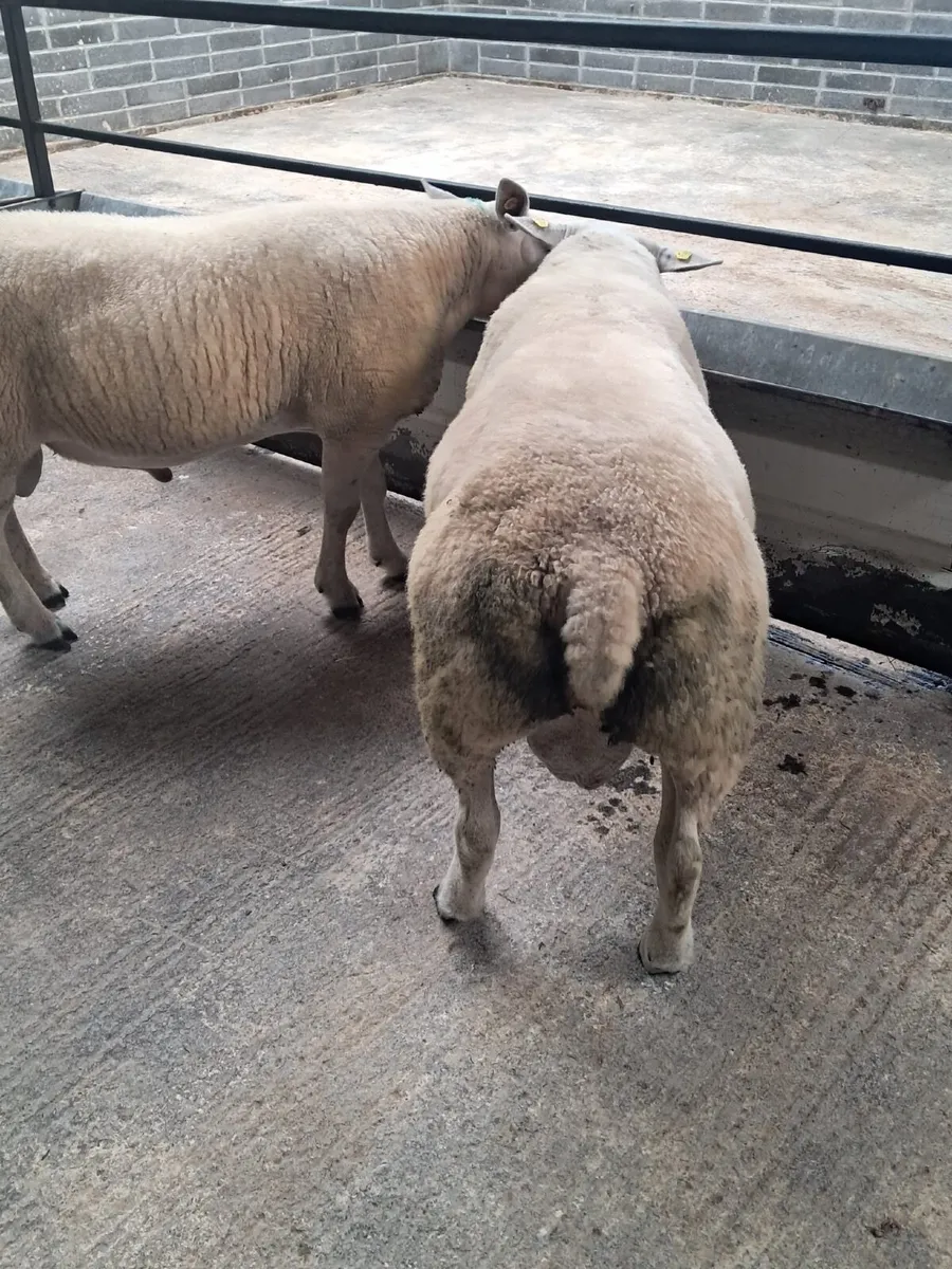 Texel Hogget Ram - Image 4
