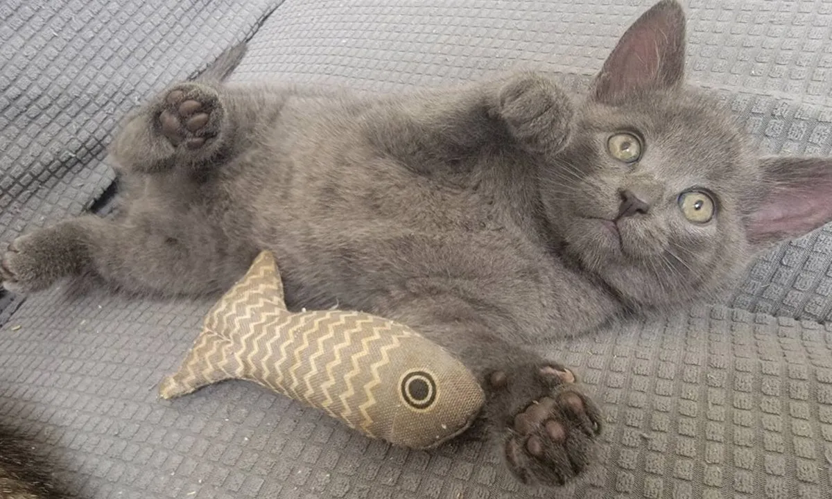 Half British kittens - Image 1