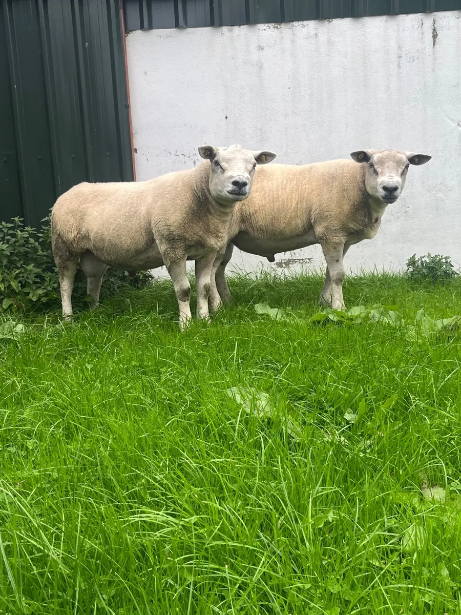 Texel Hogget Ram - Image 1