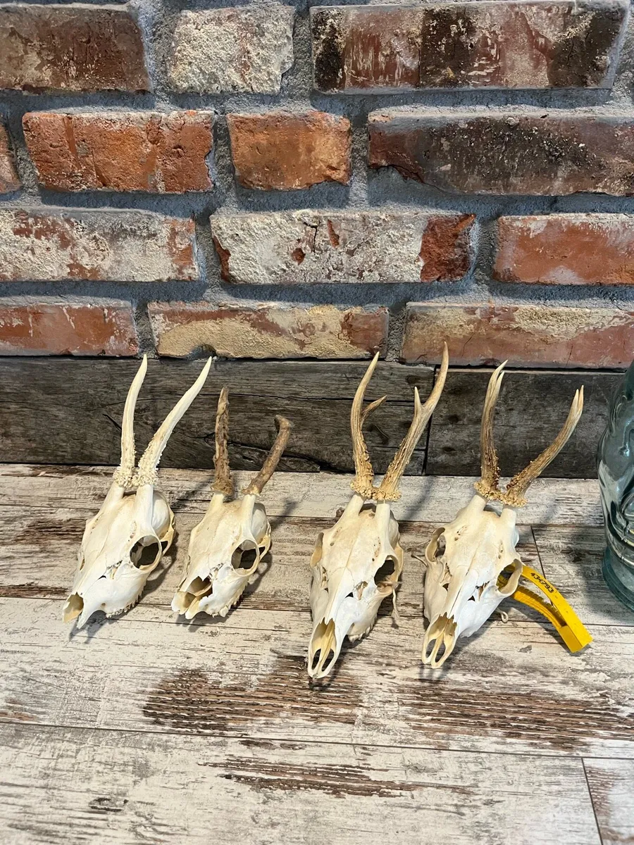 Vintage skull - Image 1