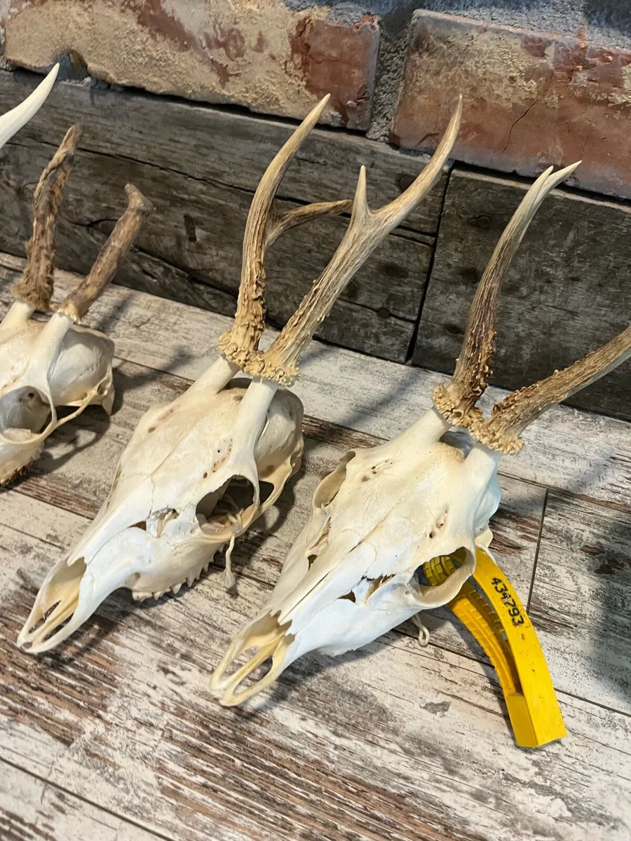 Vintage skull - Image 2